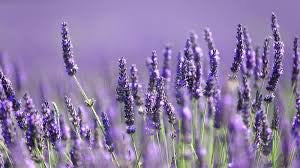 protect oil contains lavender, avocado and tea tree 
